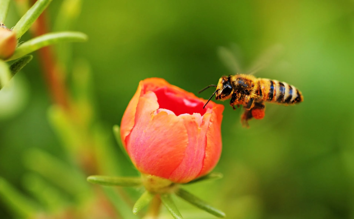 Иллюстрация: justbeehoney.co.uk