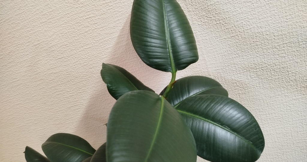 Почему фикус не растет