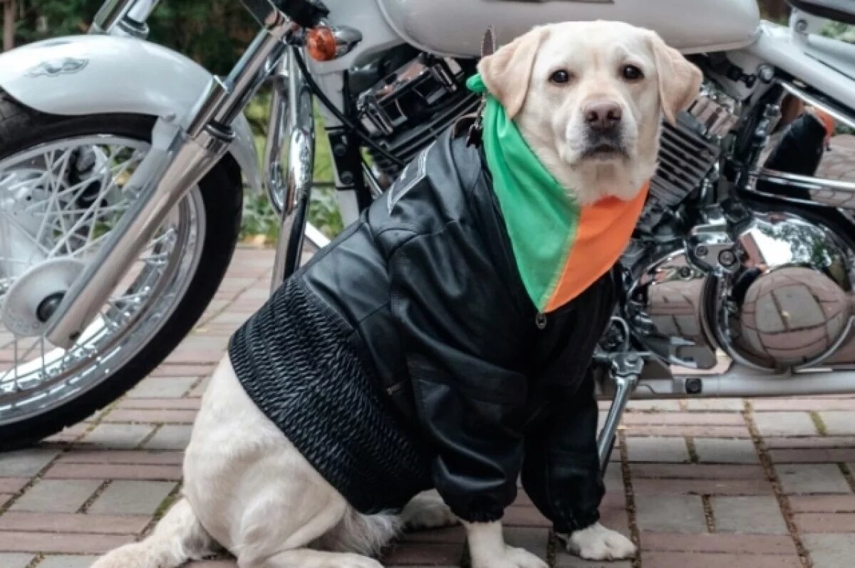    Рязань присоединяется к международной инициативе «Рок в защиту животных»