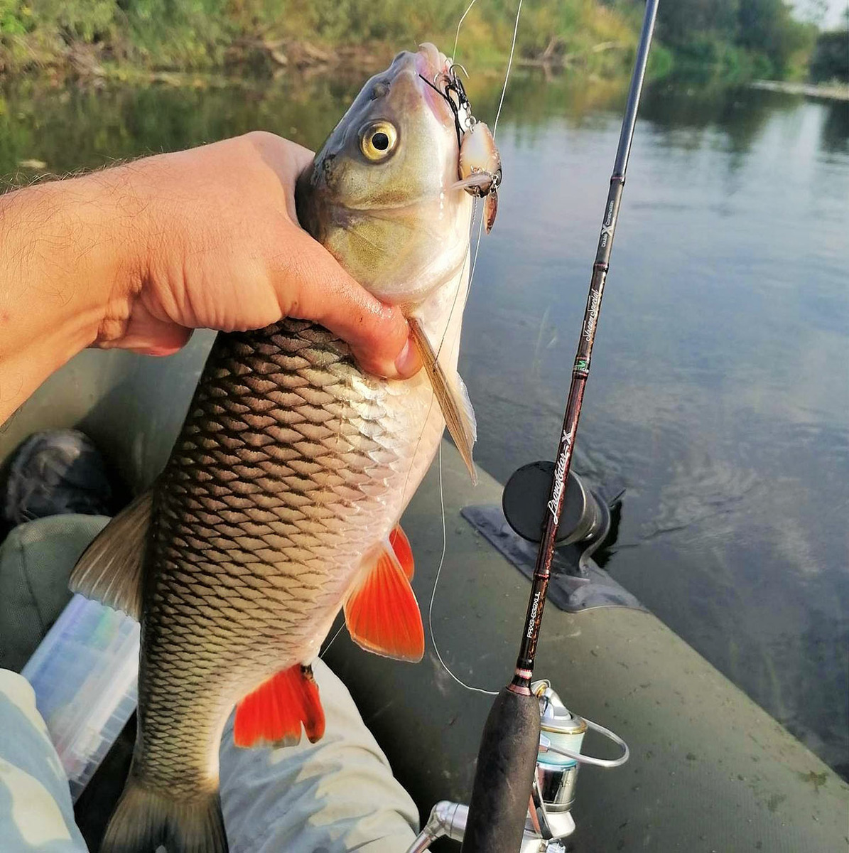 Голавль на Jackall Micro Tappy