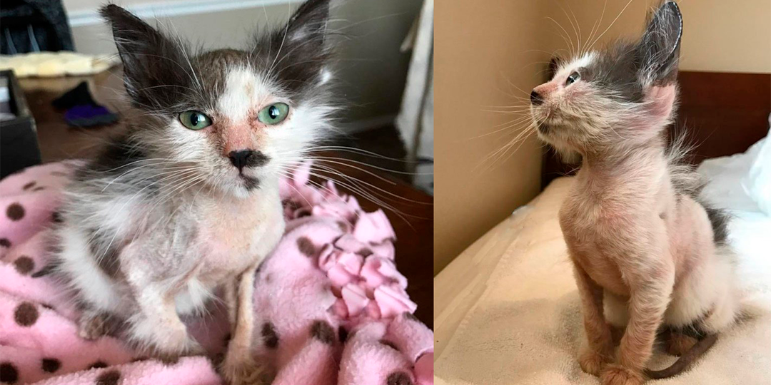 Люди выходили облысевшую кошку. Теперь у питомца шикарная шерсть