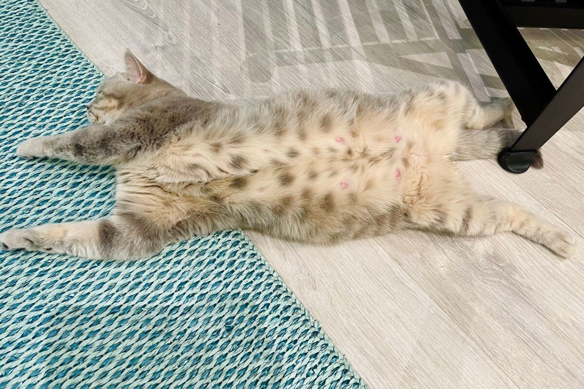 Беременная кошка 