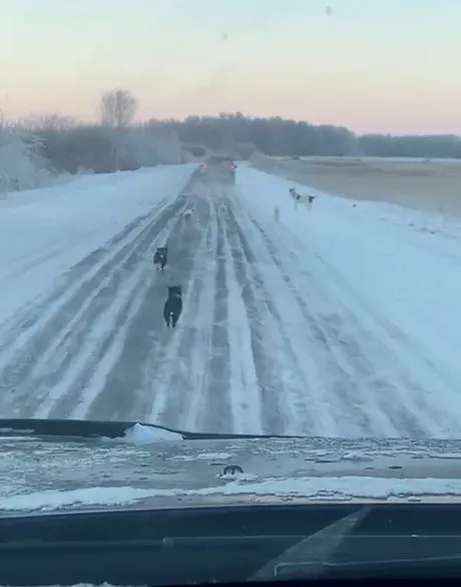 Обложка © кадр видео