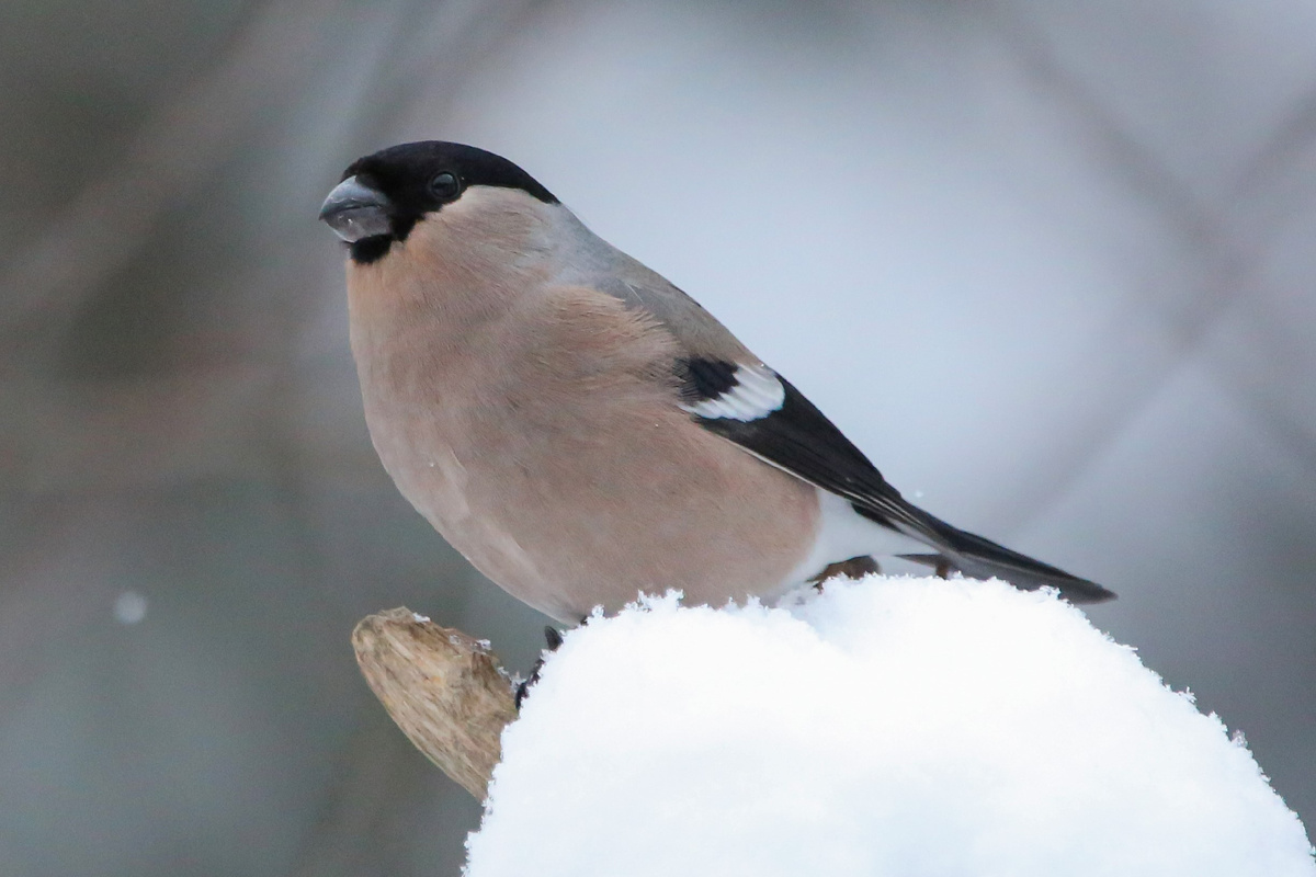 Самка снегиря