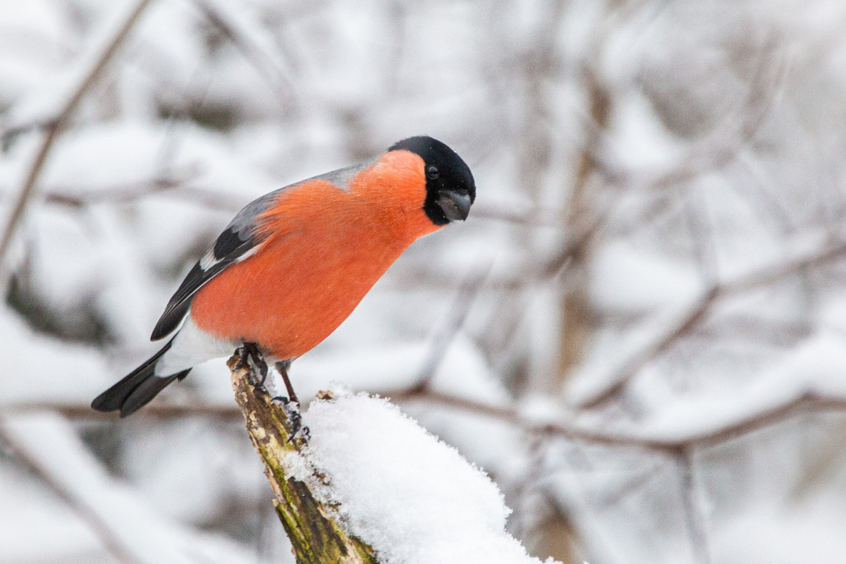 Самец снегиря