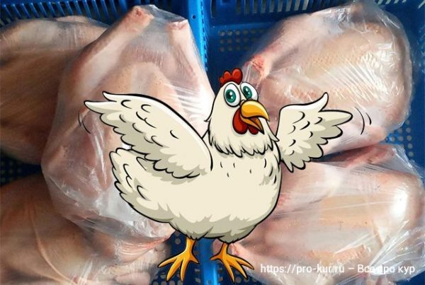 Почему куры из магазина стали безвкусными и водянистыми 🐔