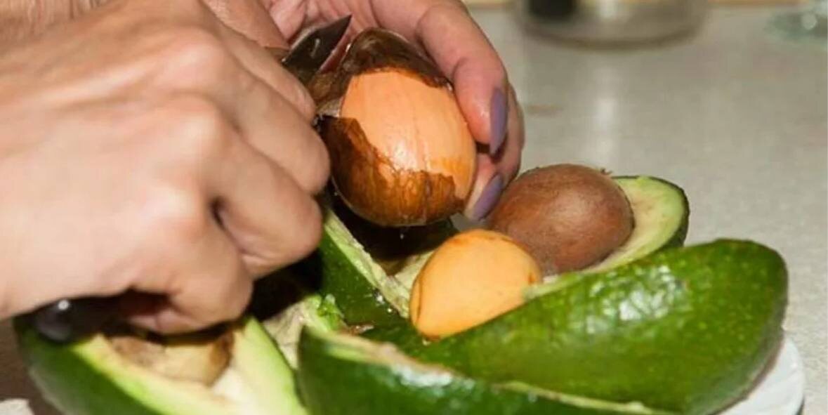 Авокадо костя. Авокадо без косточки. Пальма авокадо. Авокадо косточка съедобная. Ядро авокадо.