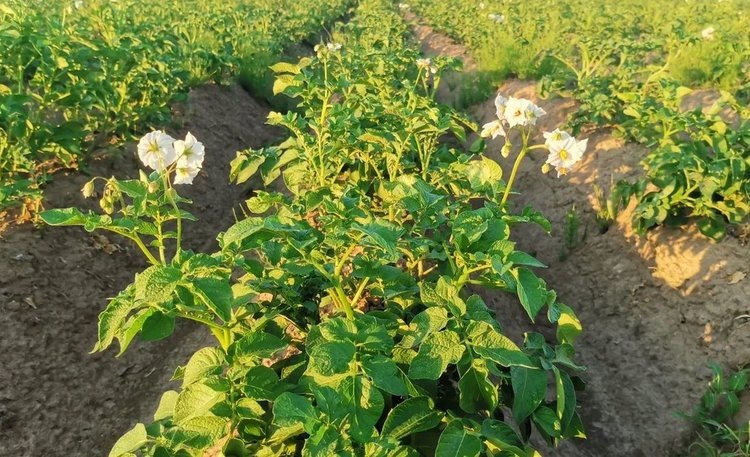    Германия внесла самый существенный вклад в урожай картофеля в этом году в Евросоюзе