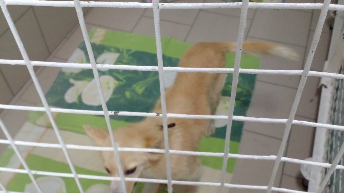    Фото: ОСА г. Ачинск