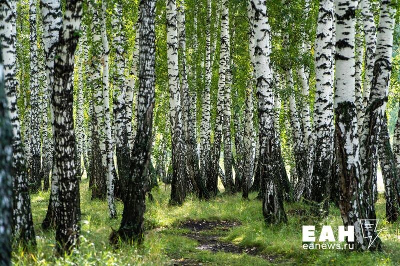    ЕАН. Горожане требуют сохранить от застройки всю зеленую территорию