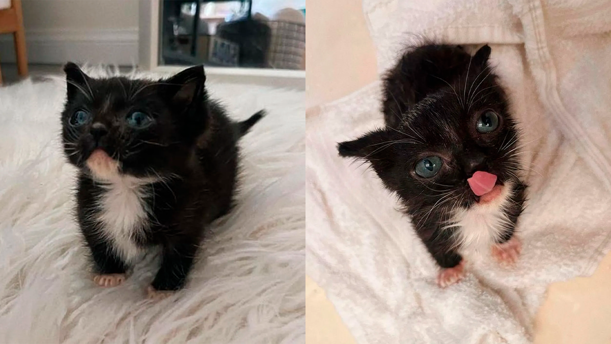    Котенок Рокко был размером с ладонь, когда его нашли