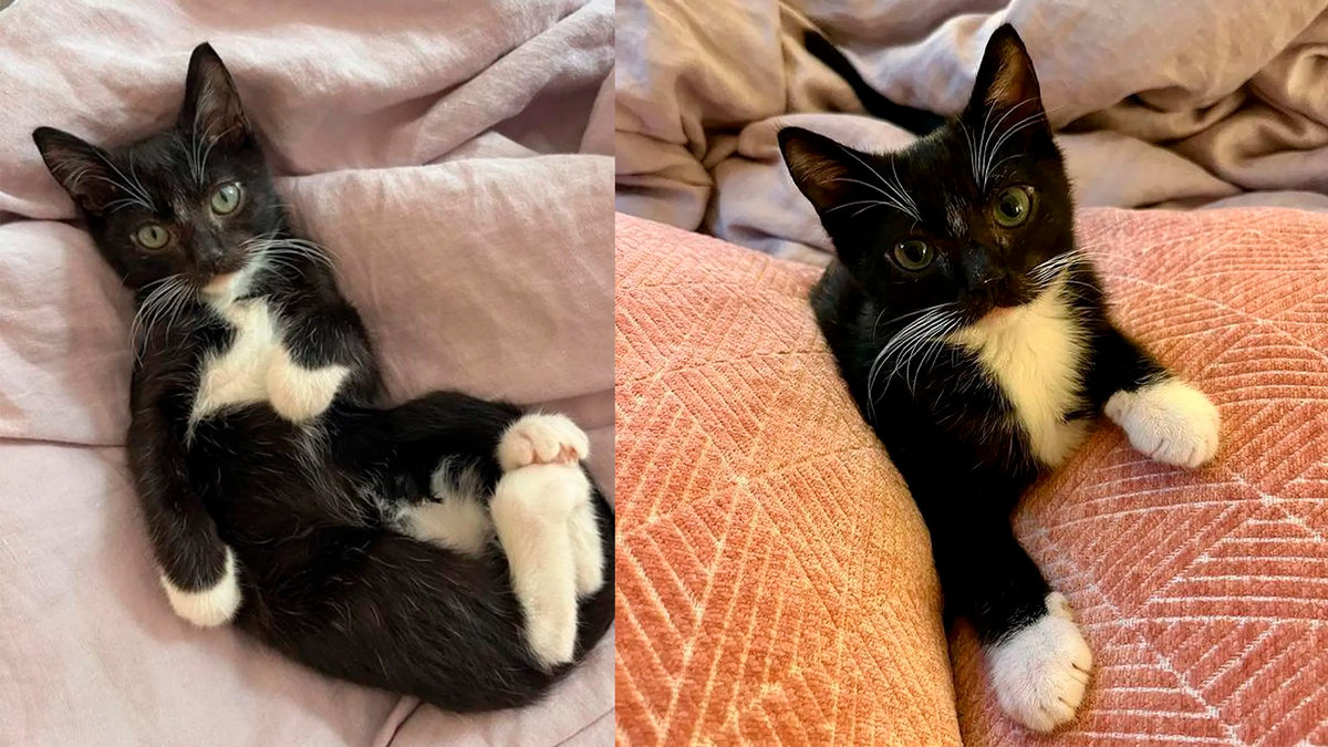    Рокко начал набираться сил