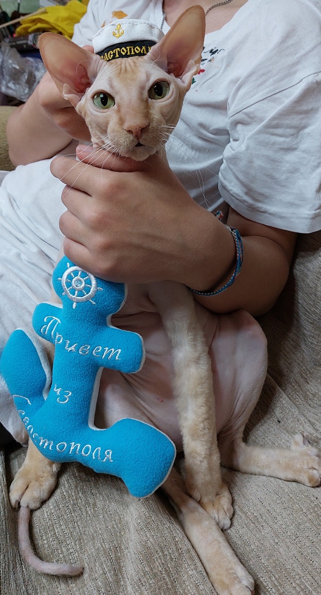 Наш кот. Просто фото для настроения