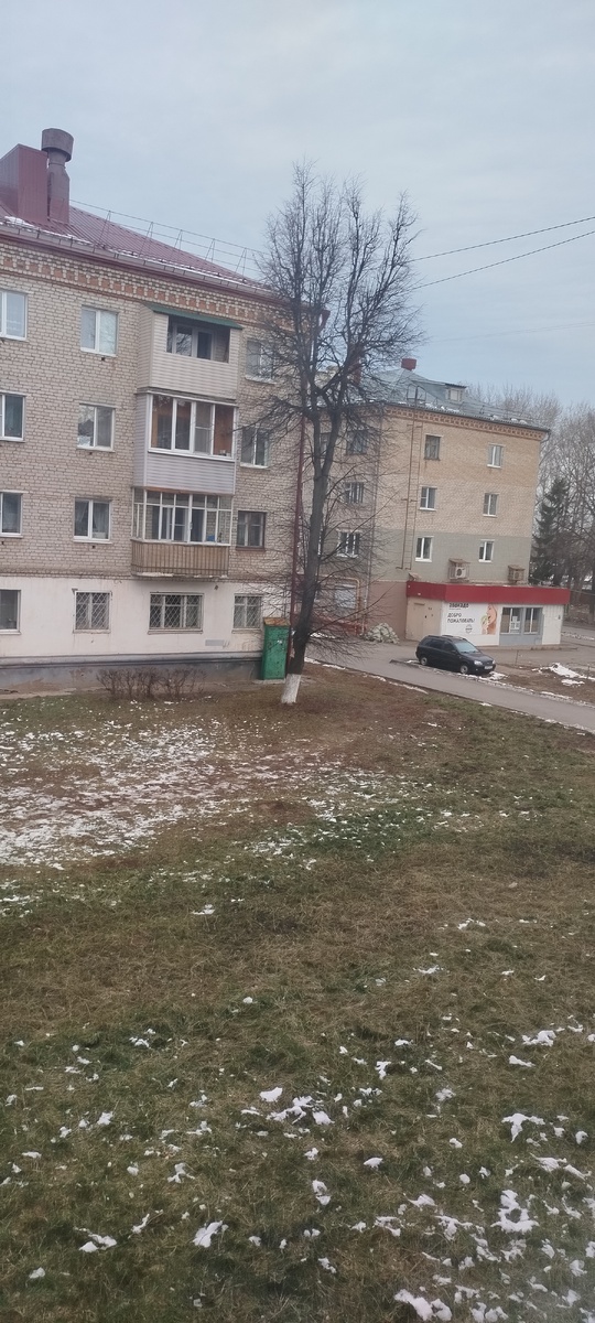 8 декабря 2024. Вид из окна совсем не зимний