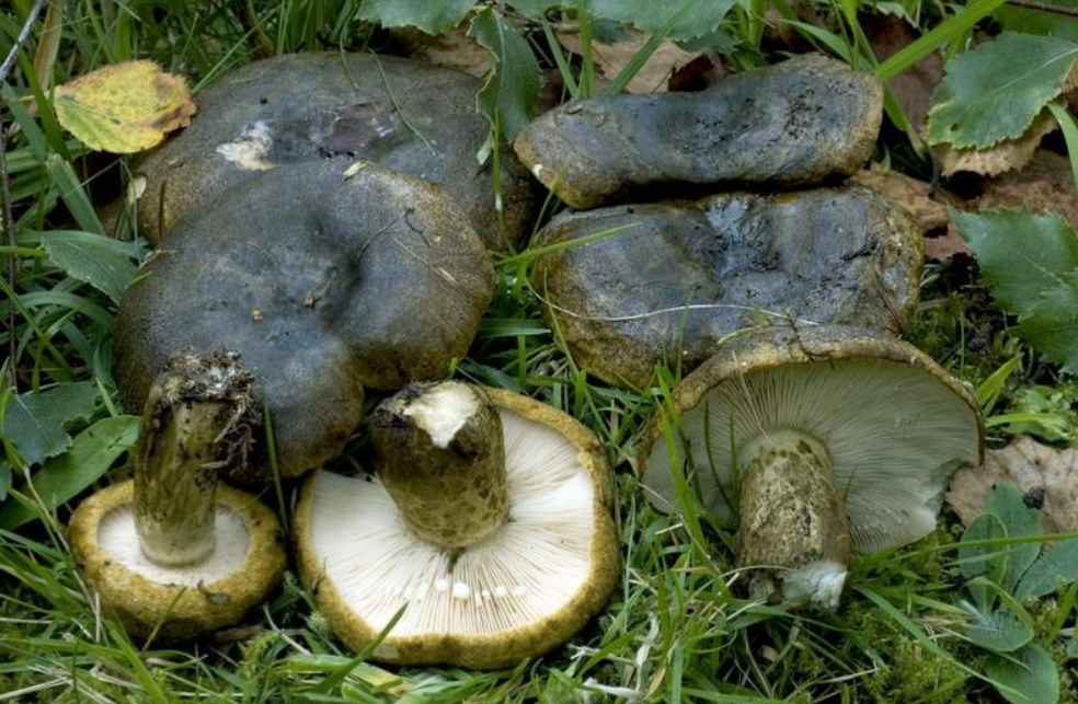 Груздь черный, чернушка, тракторист, цыган и прочие народные названия.Образует микоризу с берёзой. Произрастает в смешанных лесах, березняках, обычно большими группами во мху, на подстилке, в траве, в светлых местах и у лесных дорог.