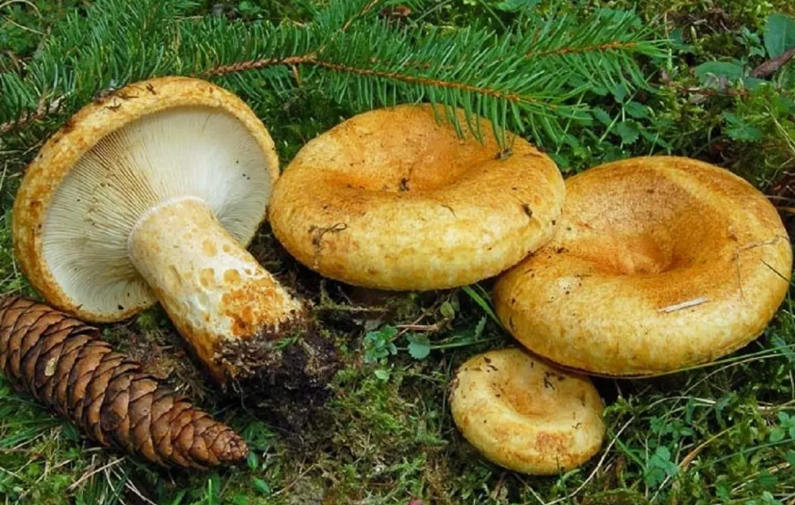 Груздь желтый.Встречается в хвойных (еловых и пихтово-еловых), реже в берёзовых лесах на известковых почвах, часто в горных лесах.
Встречается довольно часто, плодоносит обычно небольшими группами.