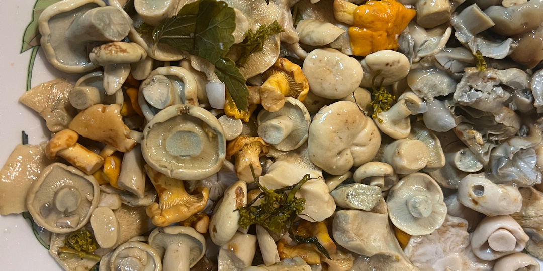 Грузди "четвертого сорта" - перечные. Как сделать из бросового гриба вкусное соление