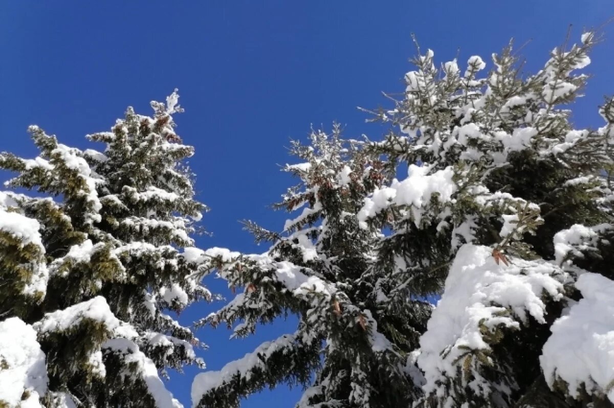    Суд рассмотрит дело пермяка, рубившего ели и пихты для ремонта бани