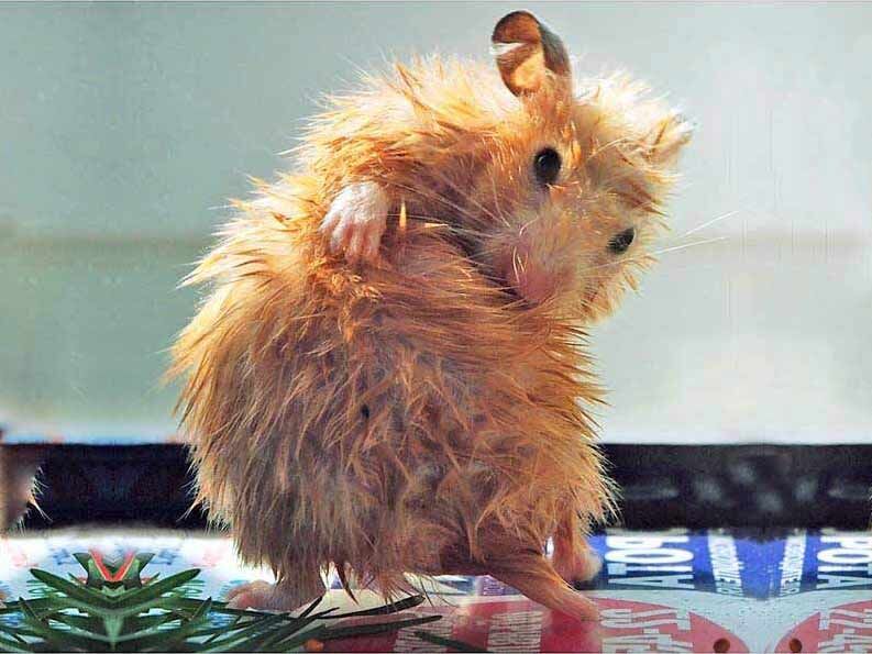 Те,  кто содержит хомяков, регулярно наблюдают картину как хомяк, порой весь  изгибаясь, вычесывает и вылизывает свою шерстку. Это нормальные  гигиенические процедуры для хомячков.