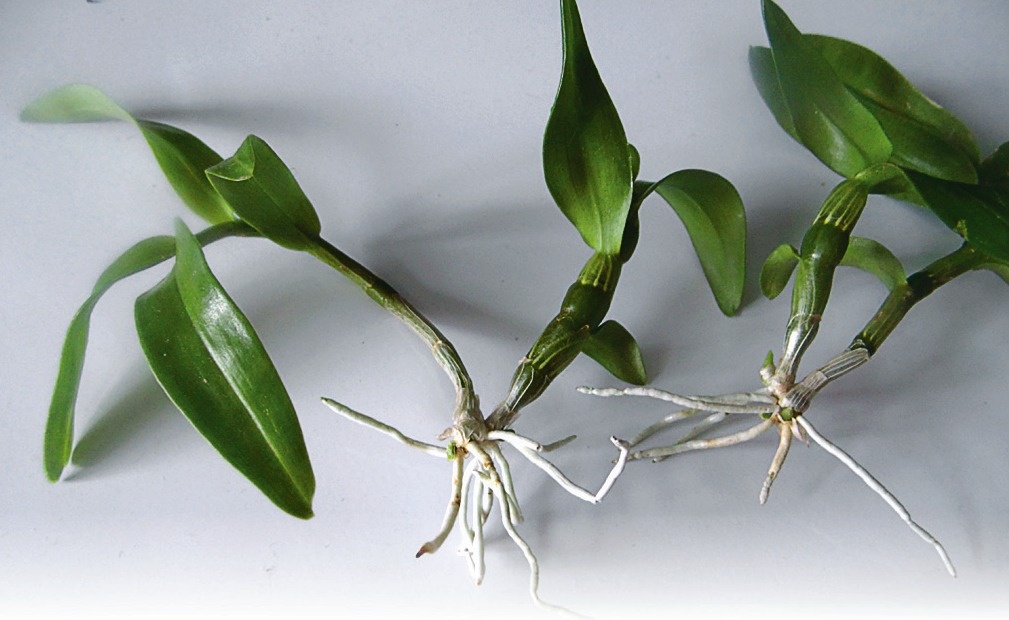    Детки дендробиума. Фото Елены Шахматовой