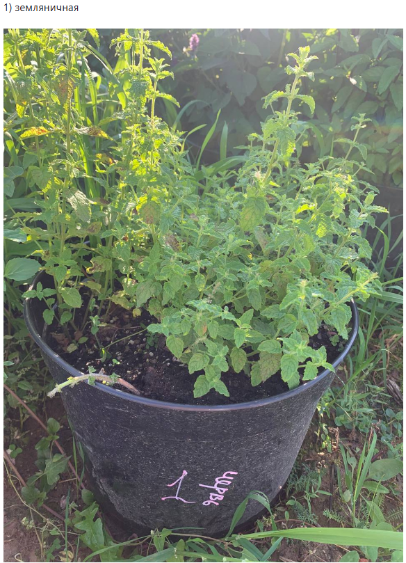 да, я настолько лентяй, что взял эту фотку из статьи про все мяты, что с того!