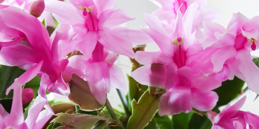 Что делать, если декабрист теряет листья и не цветет