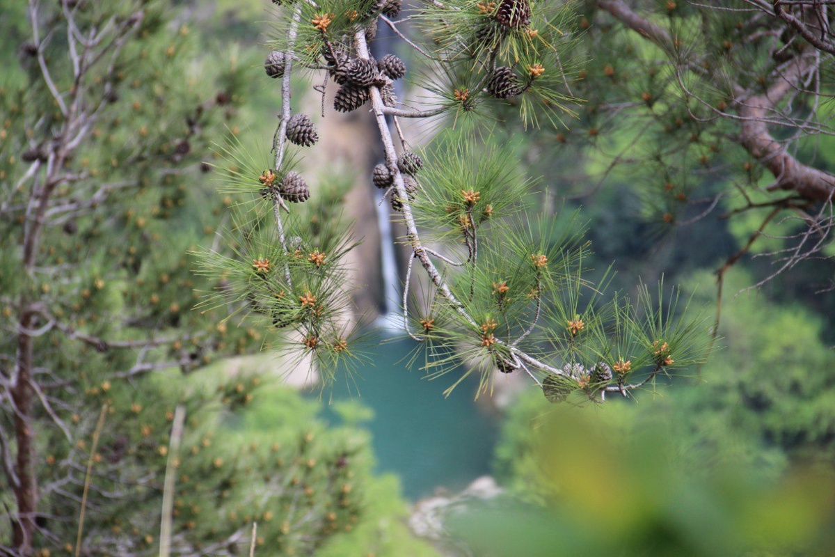    Фото: пресс-служба Сочинского нацпарка