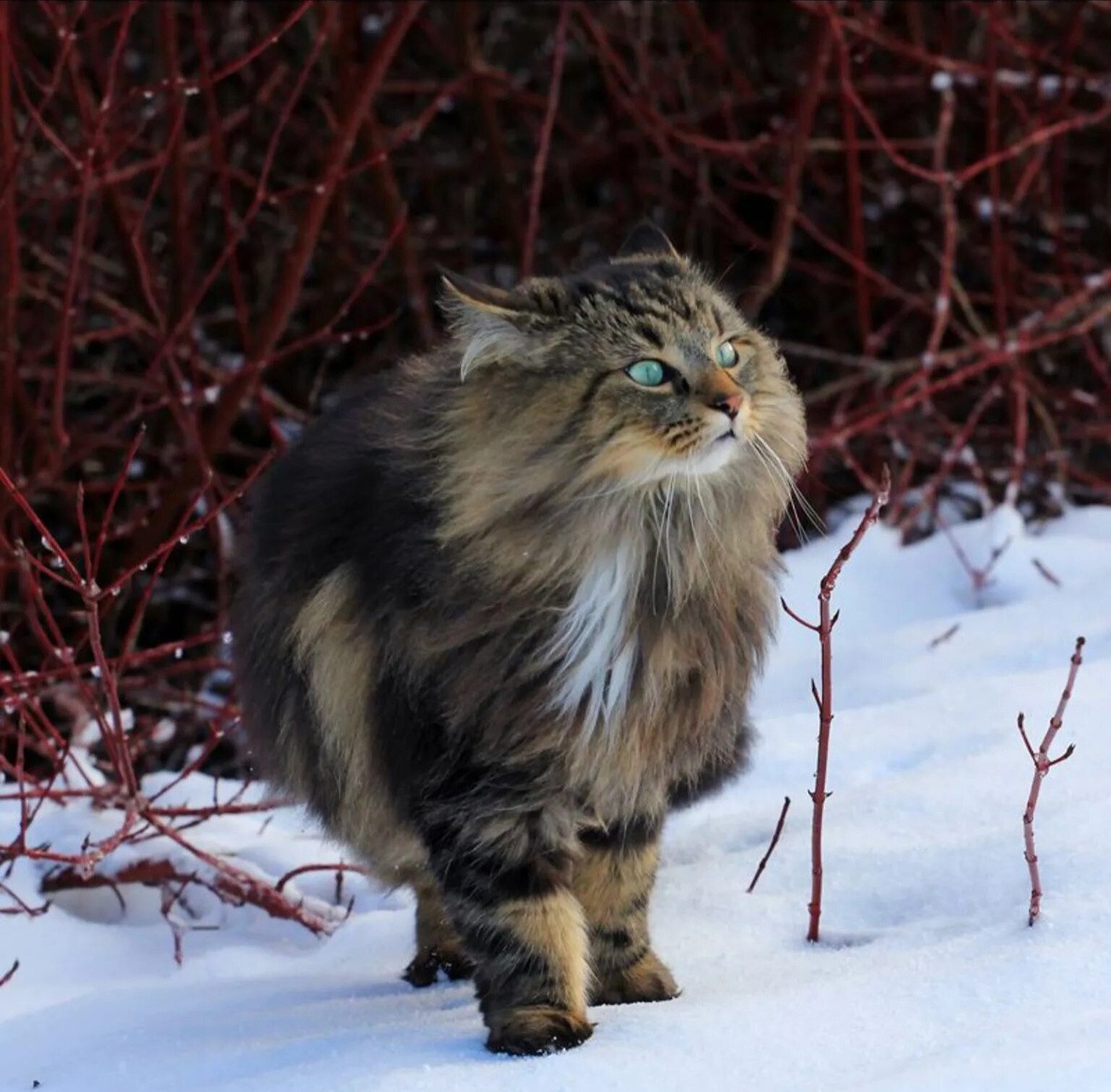 Яндекс картинки