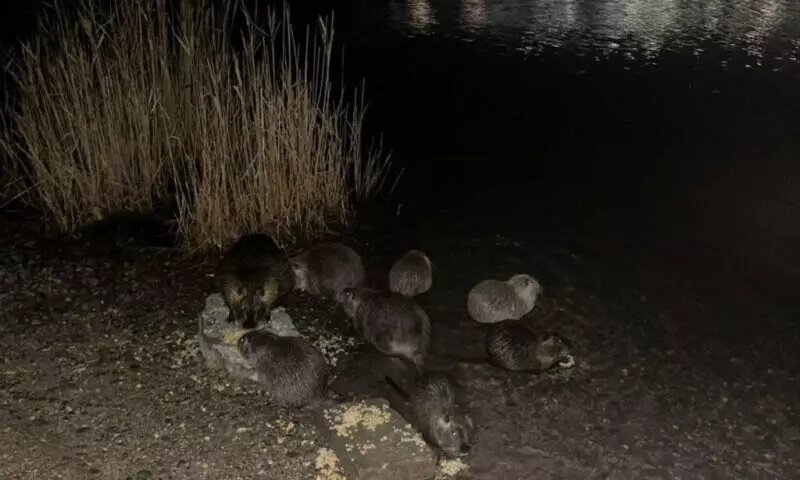     Источник: Новороссийский рабочий