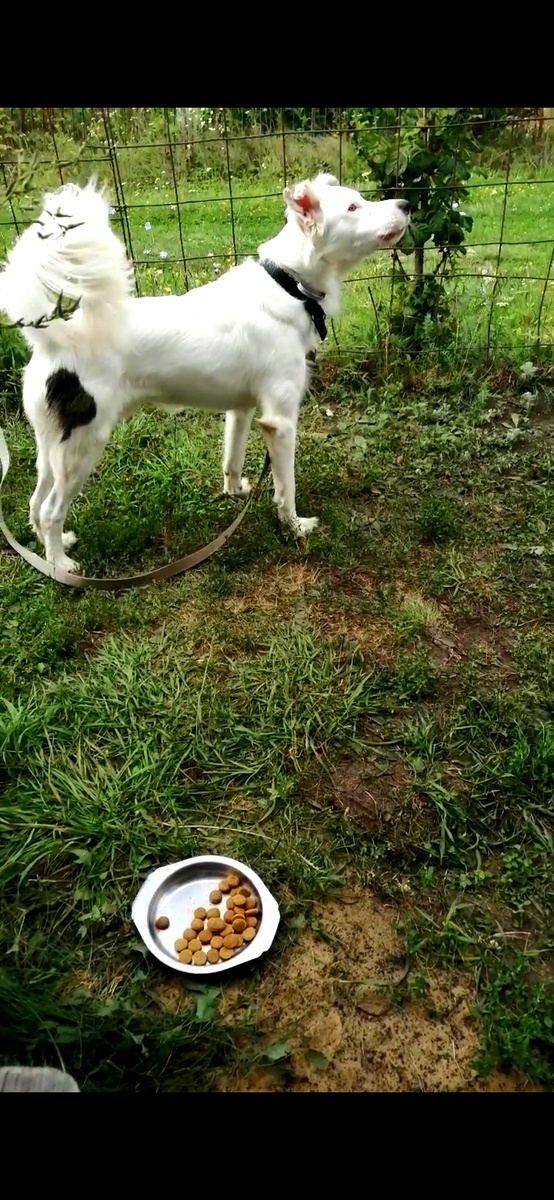 Фото из личного архива автора: Бим на даче