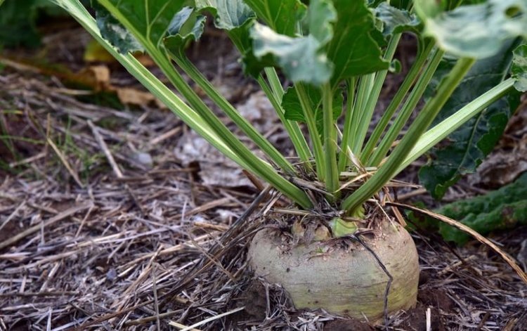    Что дало смешивание двух разных гибридов сахарной свеклы на одном поле