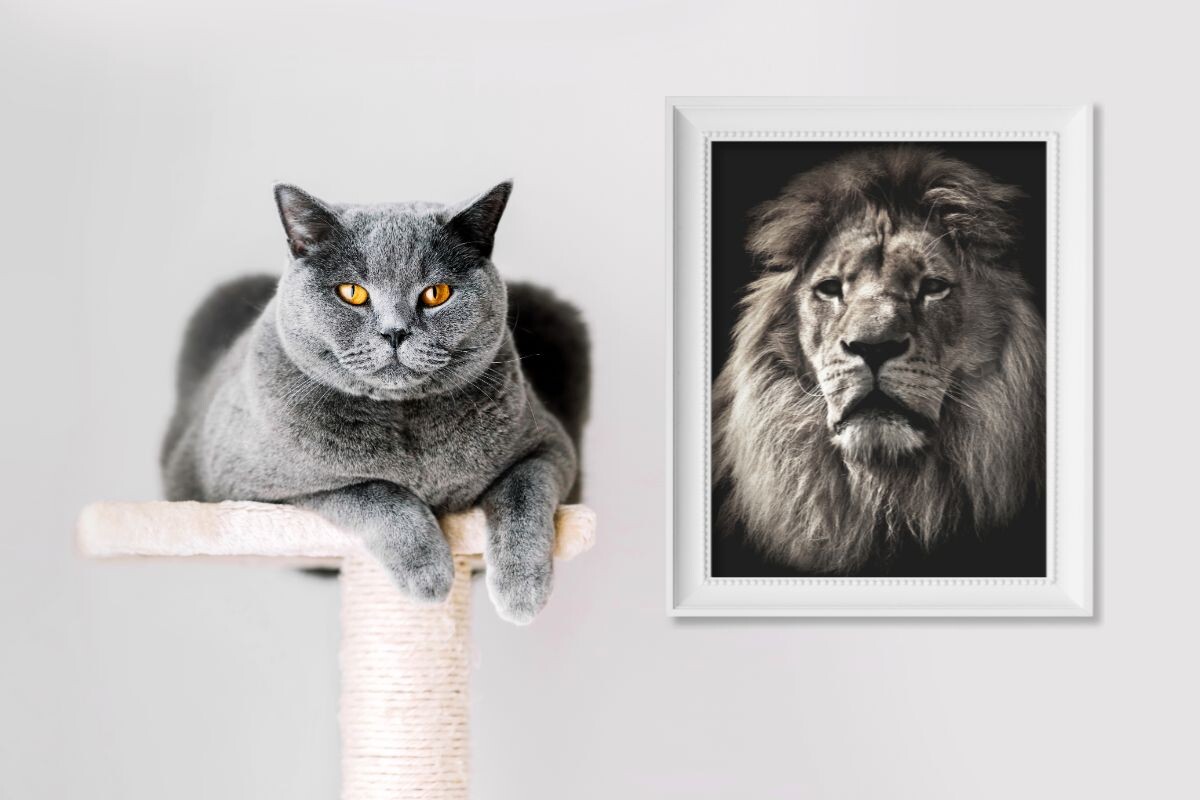 Британская короткошёрстная кошка
