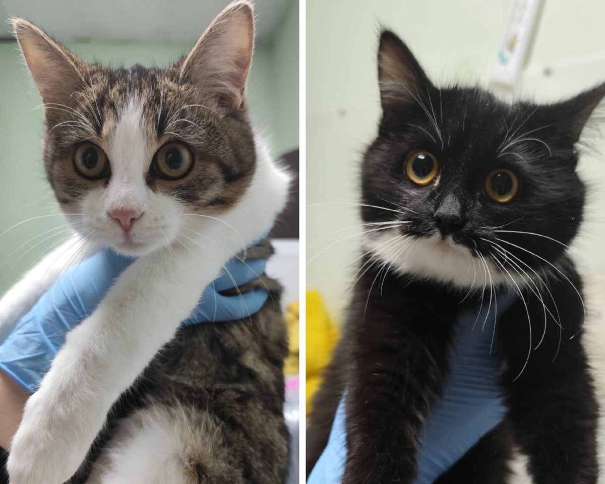 Марлин и Мальма