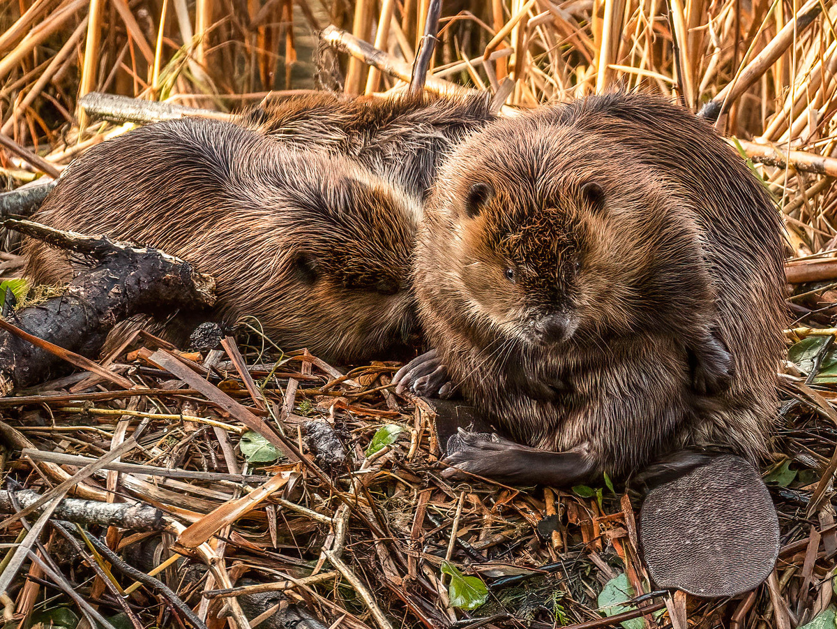 У каждого бобра гамачок для отдыха имеется. Коли захочет старатель присесть, то воспользуется плоской поверхностью хвоста в качестве стула. island_deborah, CC BY-SA 2.0