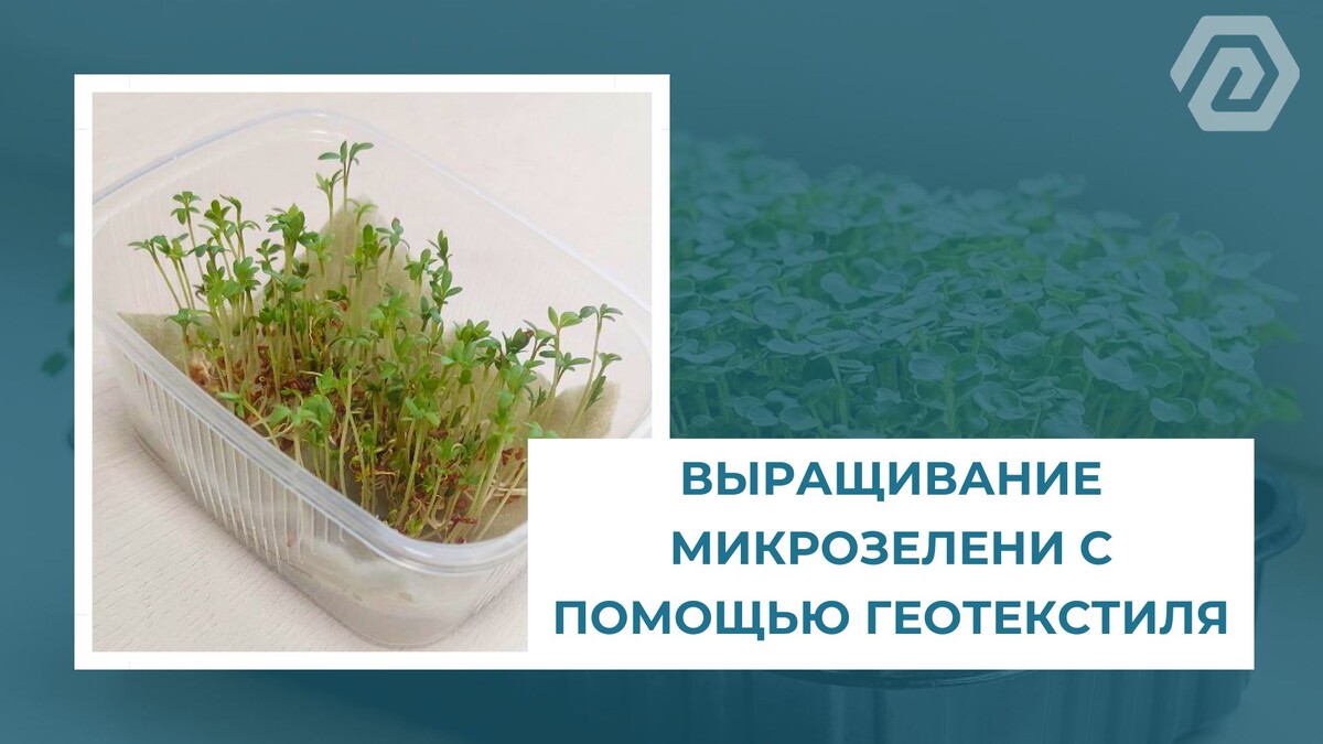 Выращивание микрозелени с помощью геотекстиля