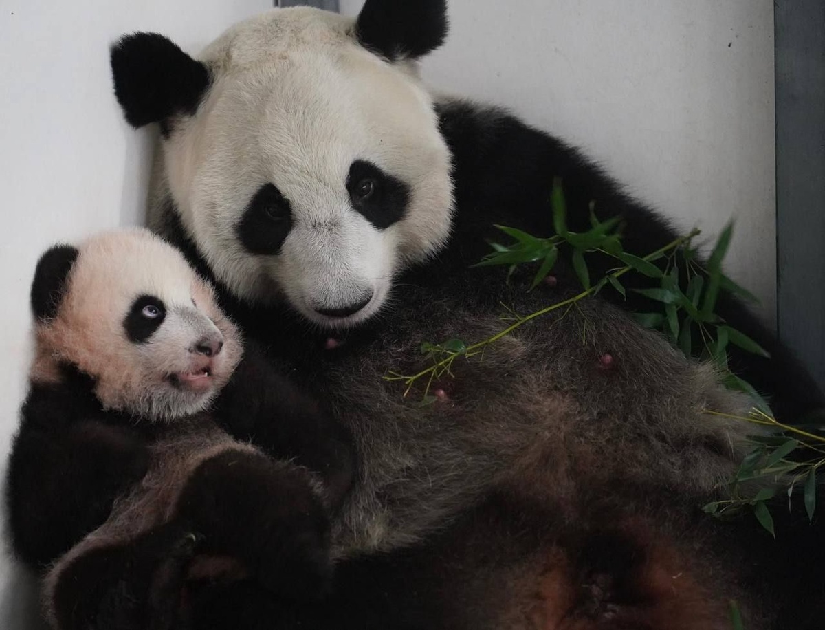 Адрес: ул. Большая Грузинская, 1. Стоимость билетов: 1000 рублей для взрослых, 700 рублей для детей от 4 до 17 лет.