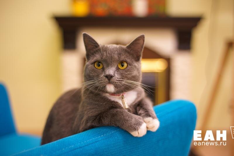    ЕАН. Для регистрации в реестре питомцев должны промаркировать