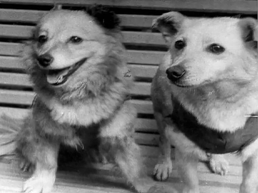 Лисичка и Чайка