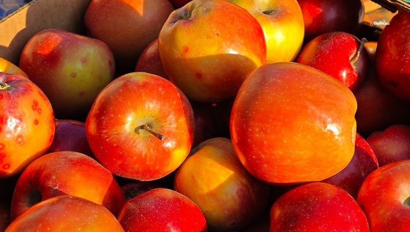      Фото: Дмитрий Ахмадуллин / / ИА «Победа26»