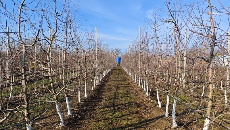    В 2025 году в Изобильненском округе должны появиться ещё 14 суперинтенсивных садов Фото: Дмитрий Ахмадуллин / / ИА «Победа26»