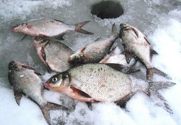 Фото: podlednik.ru