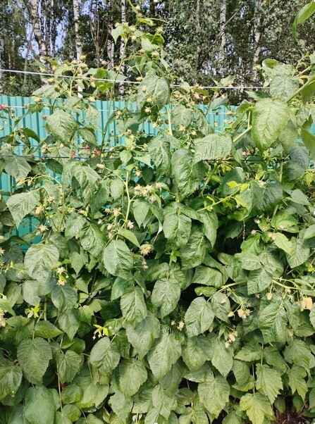 Малина в июле