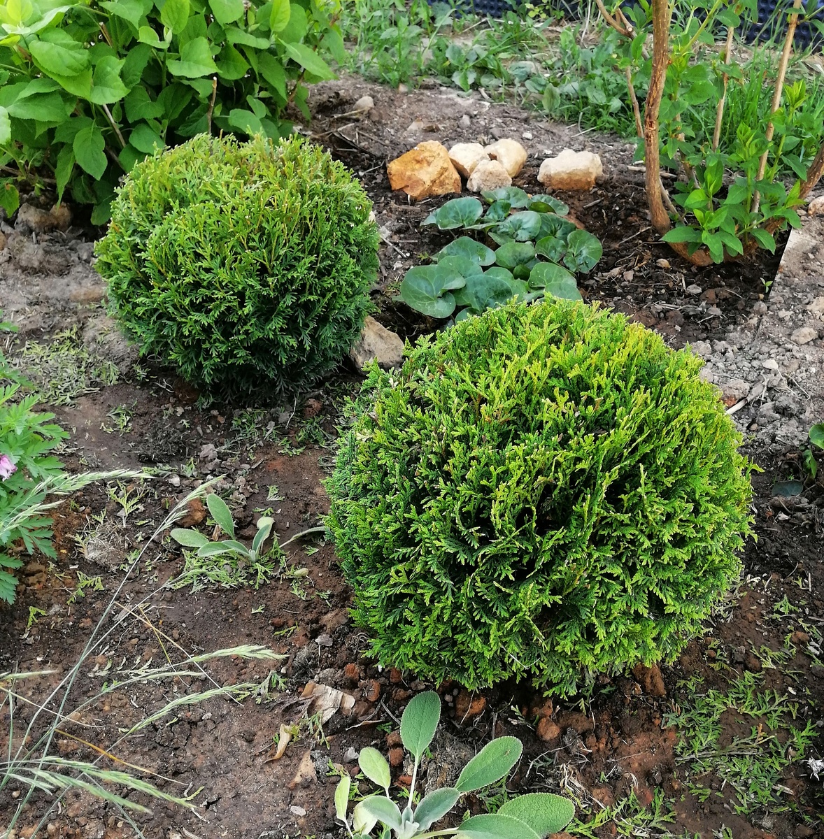 Даники сразу после июньской стрижки. 