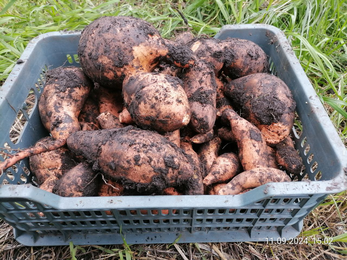 Батат сразу после сбора, фото автора 2024