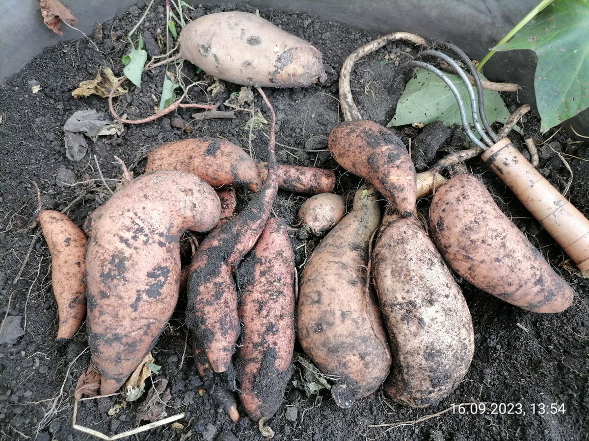 Батат в 2023, фото автора
