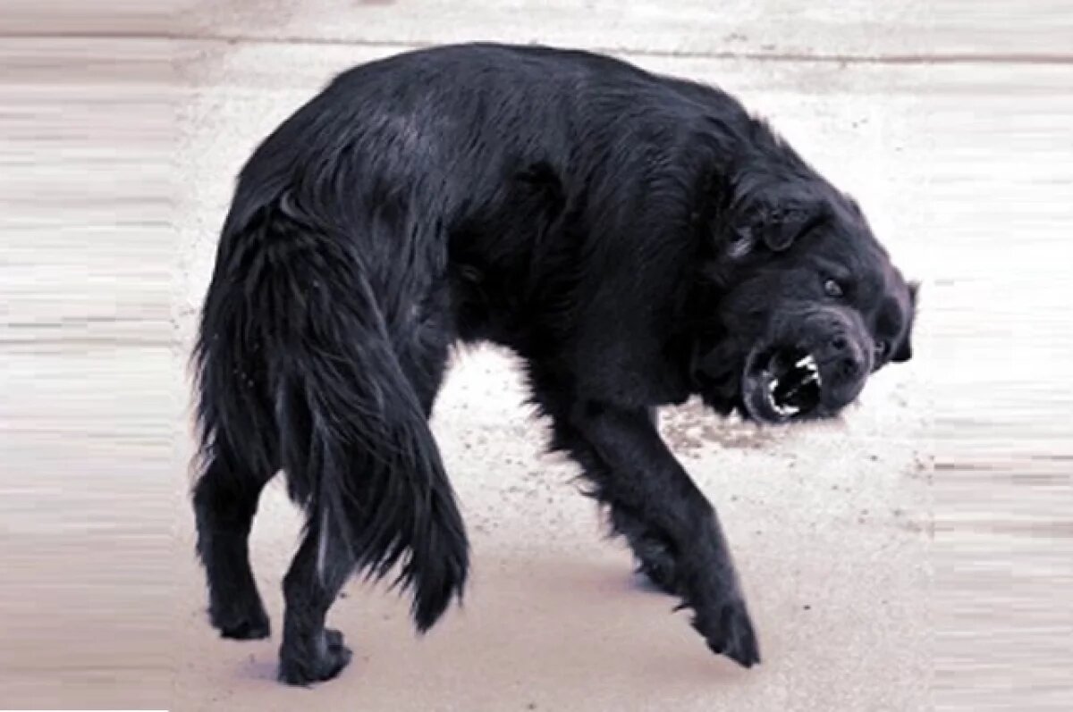    В Самаре идёт доследственная проверка нападений бродячих собак на людей