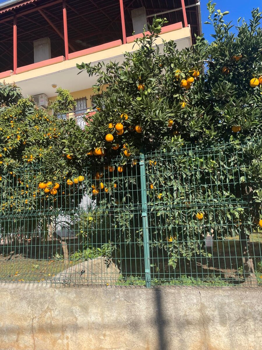 обожаю апельсиновые деревья))) яркие оранжевые фрукты гроздьями висят на деревьях
