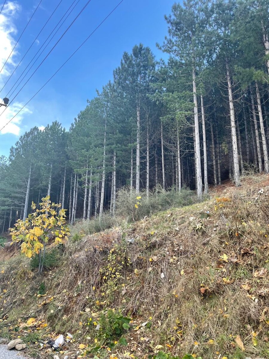 почти средняя полоса России)))