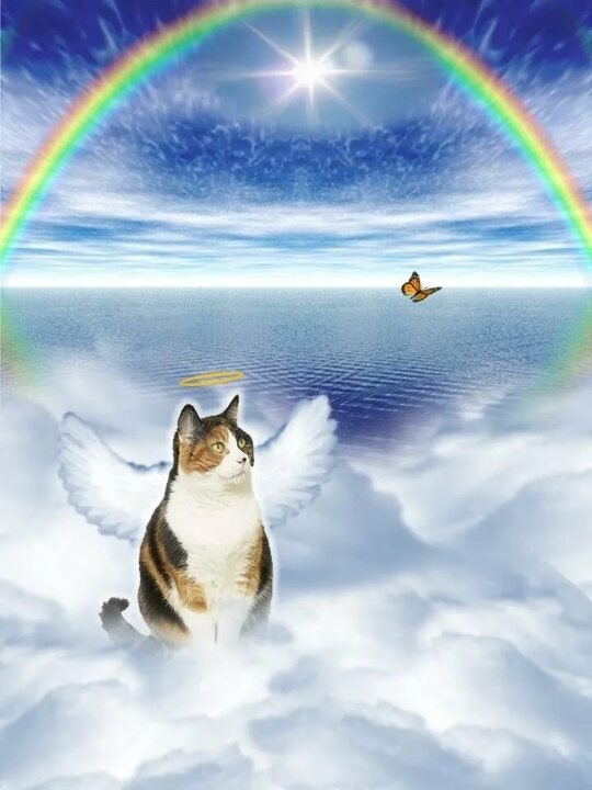 Фото из Яндекс .