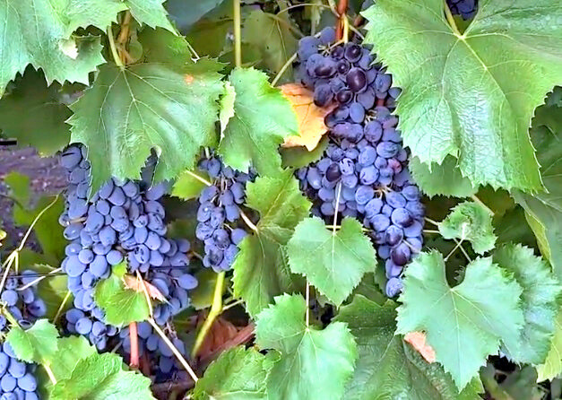 Юпитер - один из любимчиков на моем участке